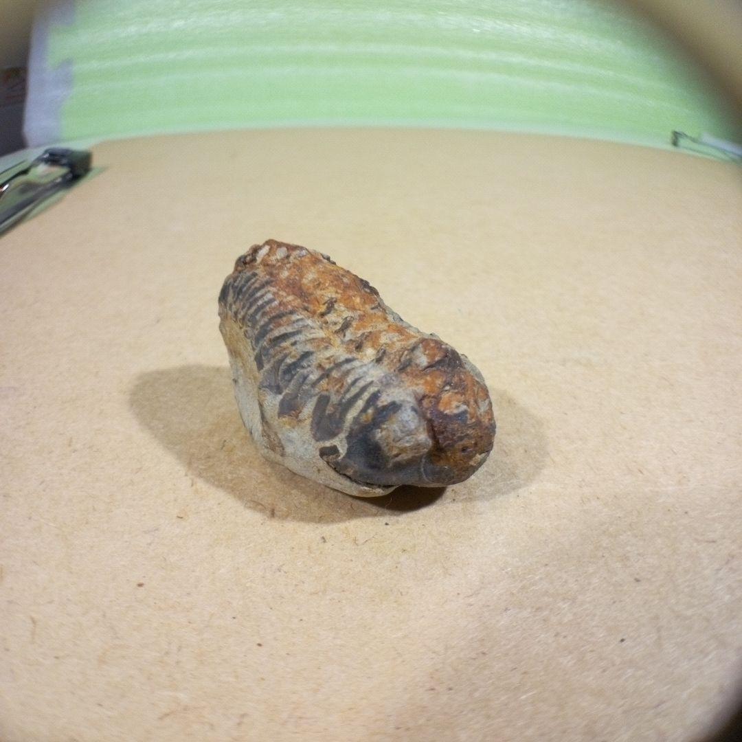 三葉虫　化石　fossil　ボリビア産　レア　Fossil判別⑧