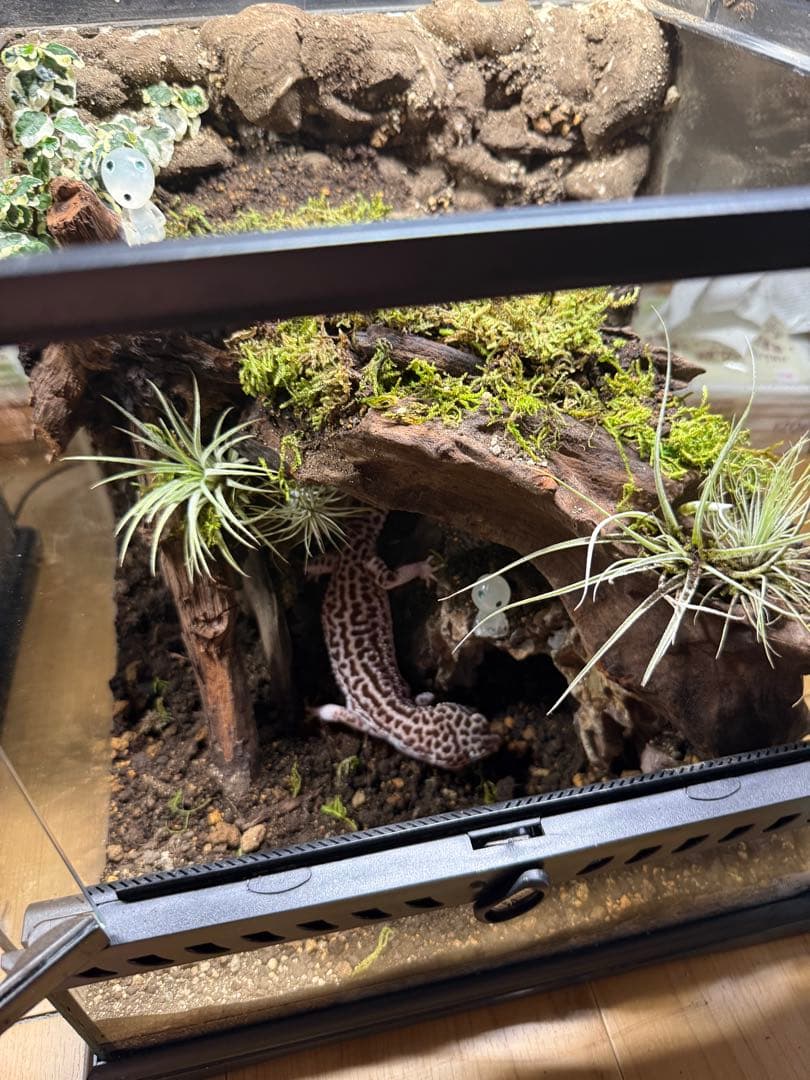 レオパ　ビバリウム