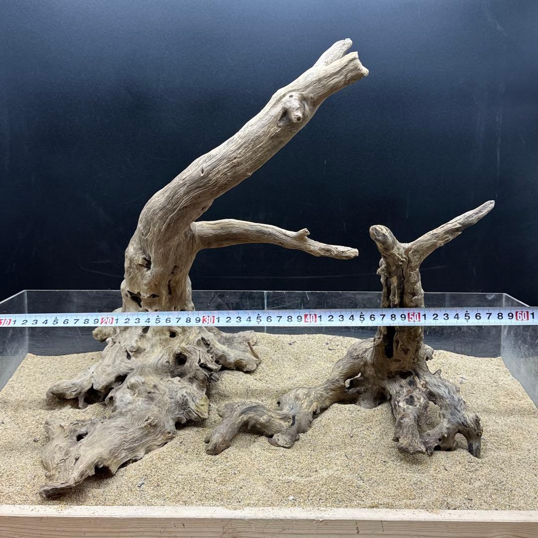 MJW-7215 「特大」ジンジャーウッド2本セット　天然流木 アクアリウム