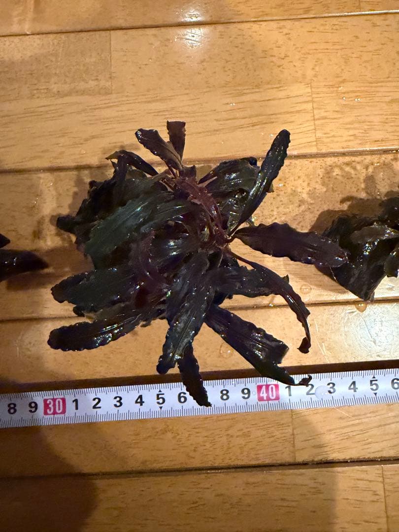 【本日限定】ブセファランド　3個【流木付き】