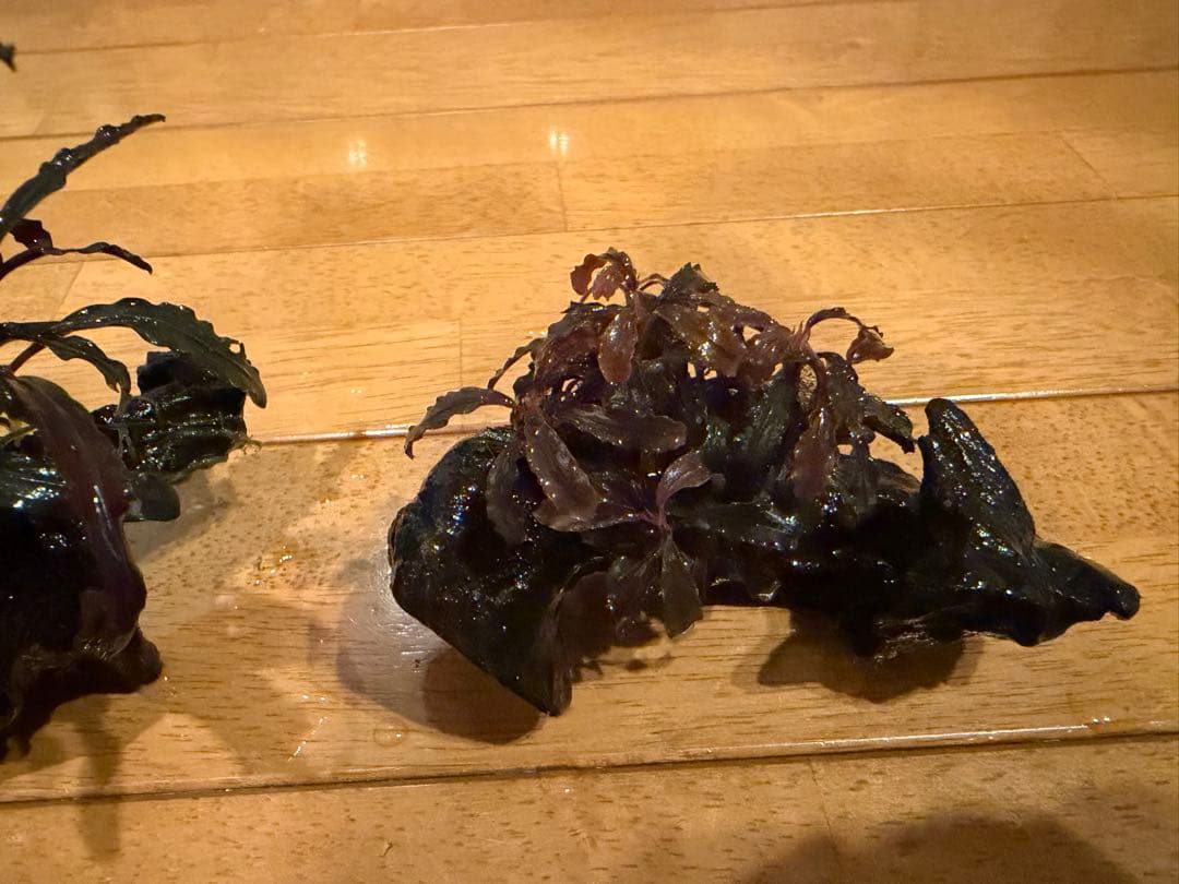 【本日限定】ブセファランド　3個【流木付き】