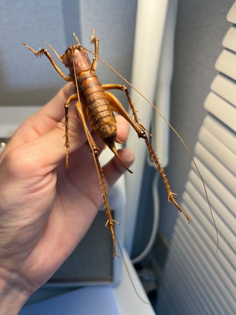 【極美展足】アゴコロギス ダイオウクロギリス 昆虫標本 直翅類 カマキリ