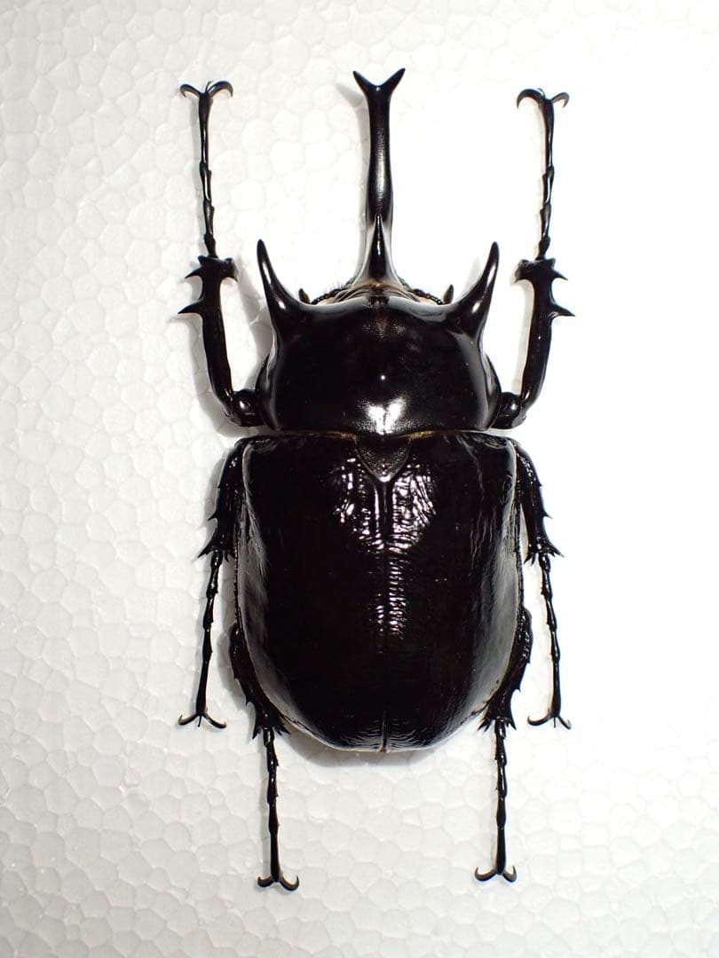 ^_^【標本】マルスゾウカブト　ペルー産　103.5ミリ　野外品