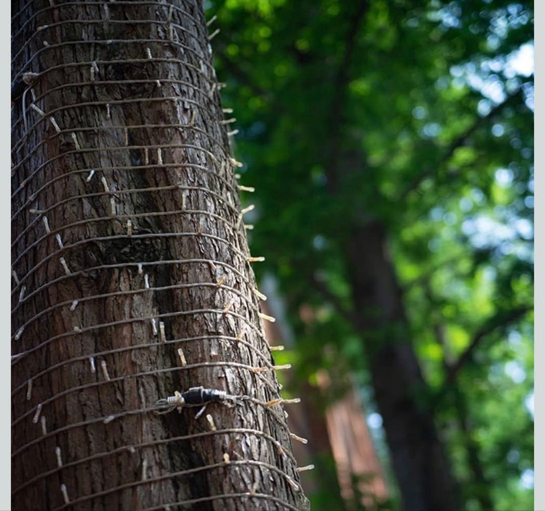 TTArtisan 50mm f/2.0 Xマウント fuji用