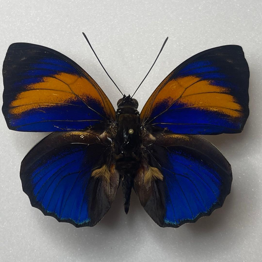 アグリアス　ファルキドン標本