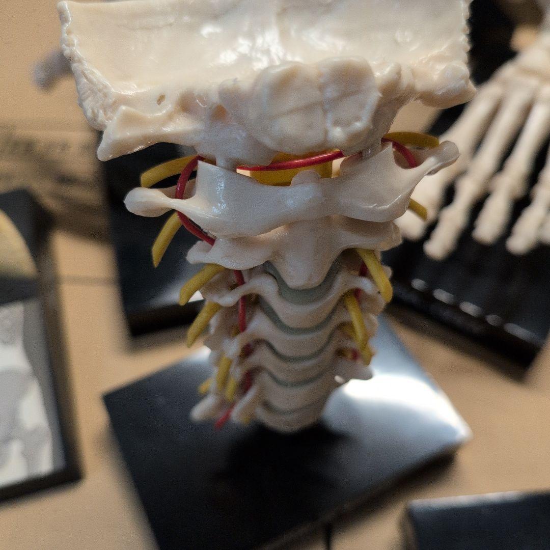 人体模型 7体セット