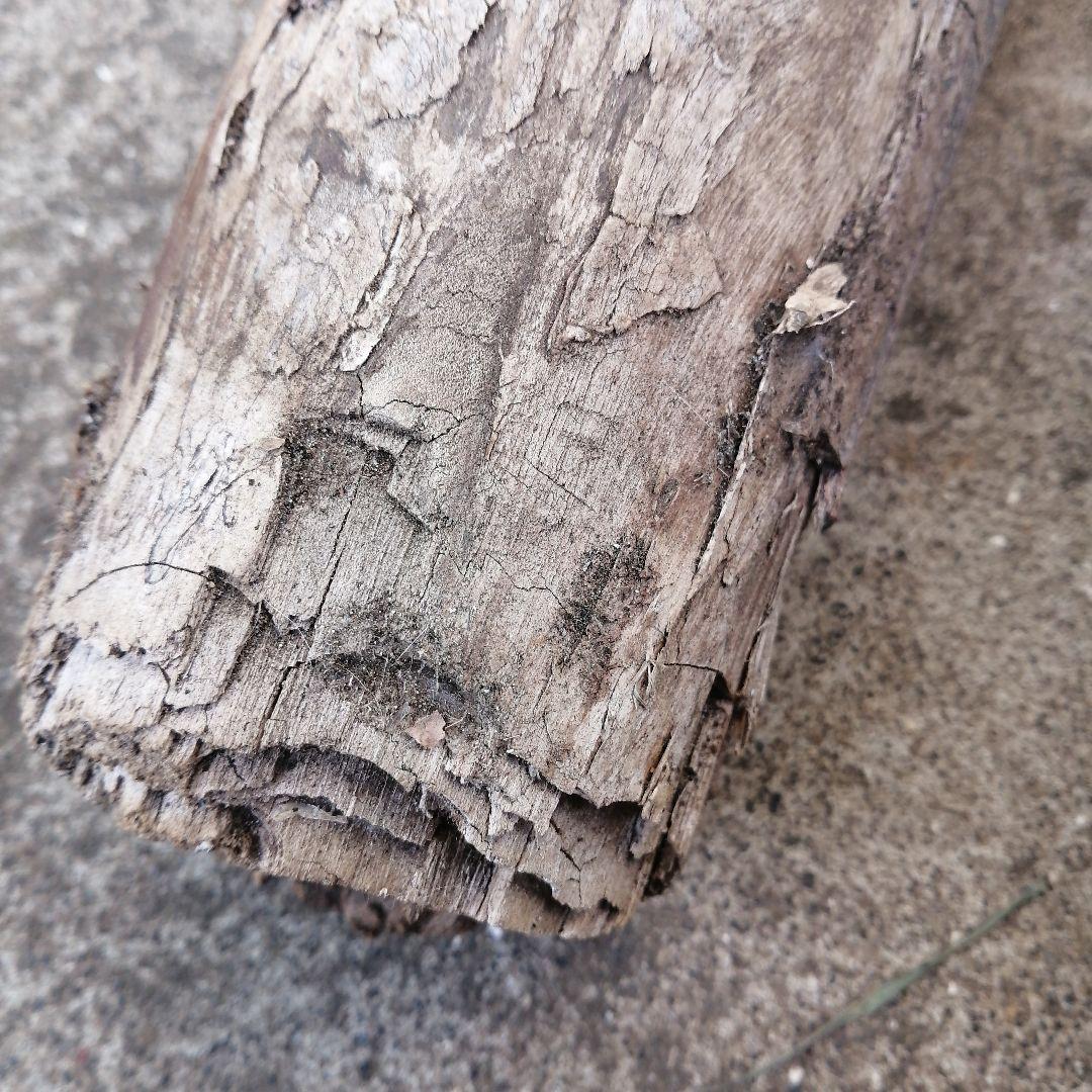 流木風【きこり】2点セット。大きい 自然な風合い