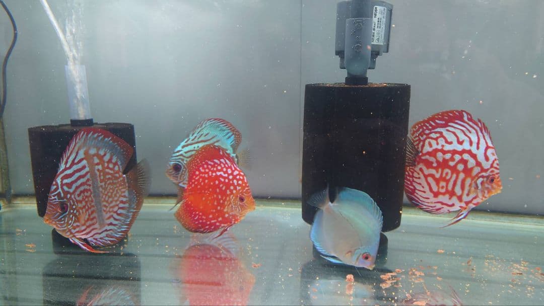 フレーム付きガラス水槽 90cm×45cm×45cm　ガラス蓋付き