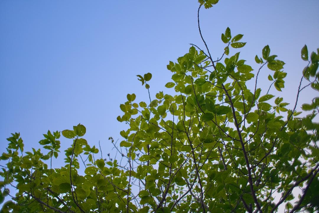 フィルムカメラ CANON FD 24mm F2.8 S.S.C.