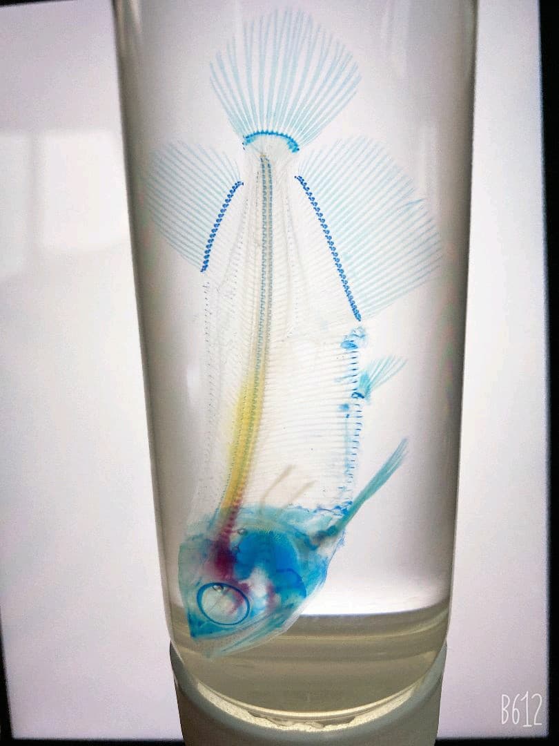 【透明骨格標本】ノーザンバラムンディ 幼魚