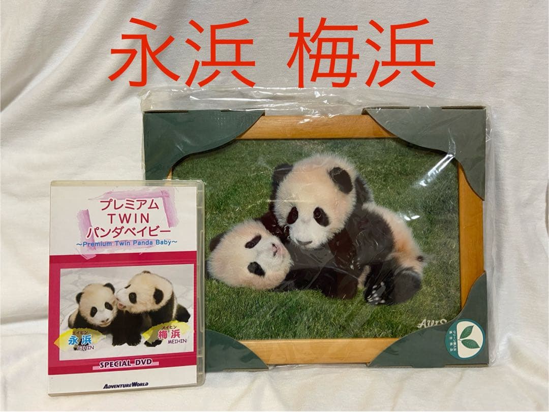 【非売品】アドベンチャーワールド　双子パンダ DVD 写真 A4フレーム レア