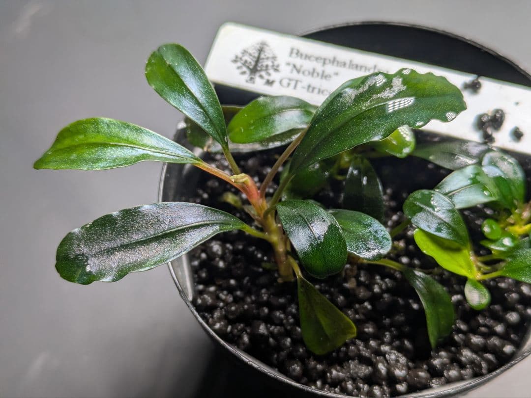 水草 Bucephalandra sp. Noble GT-tricolor