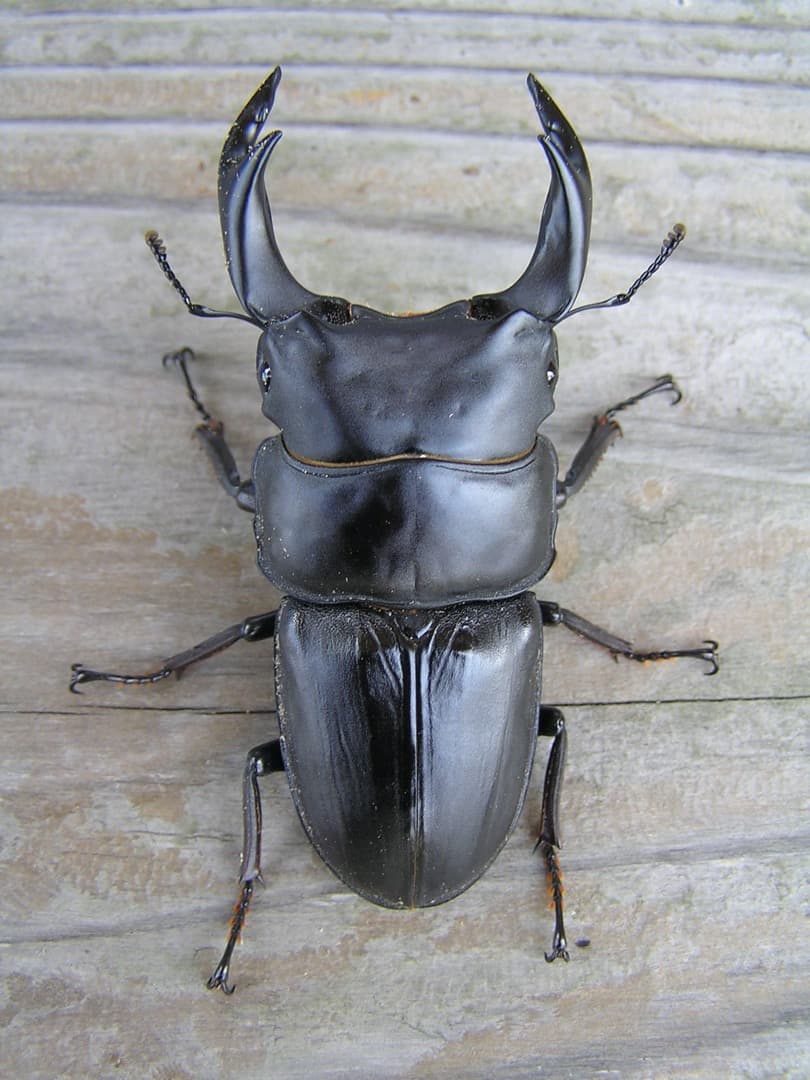 高性能・高品質　BREED菌糸ブロック　3500cc　8個