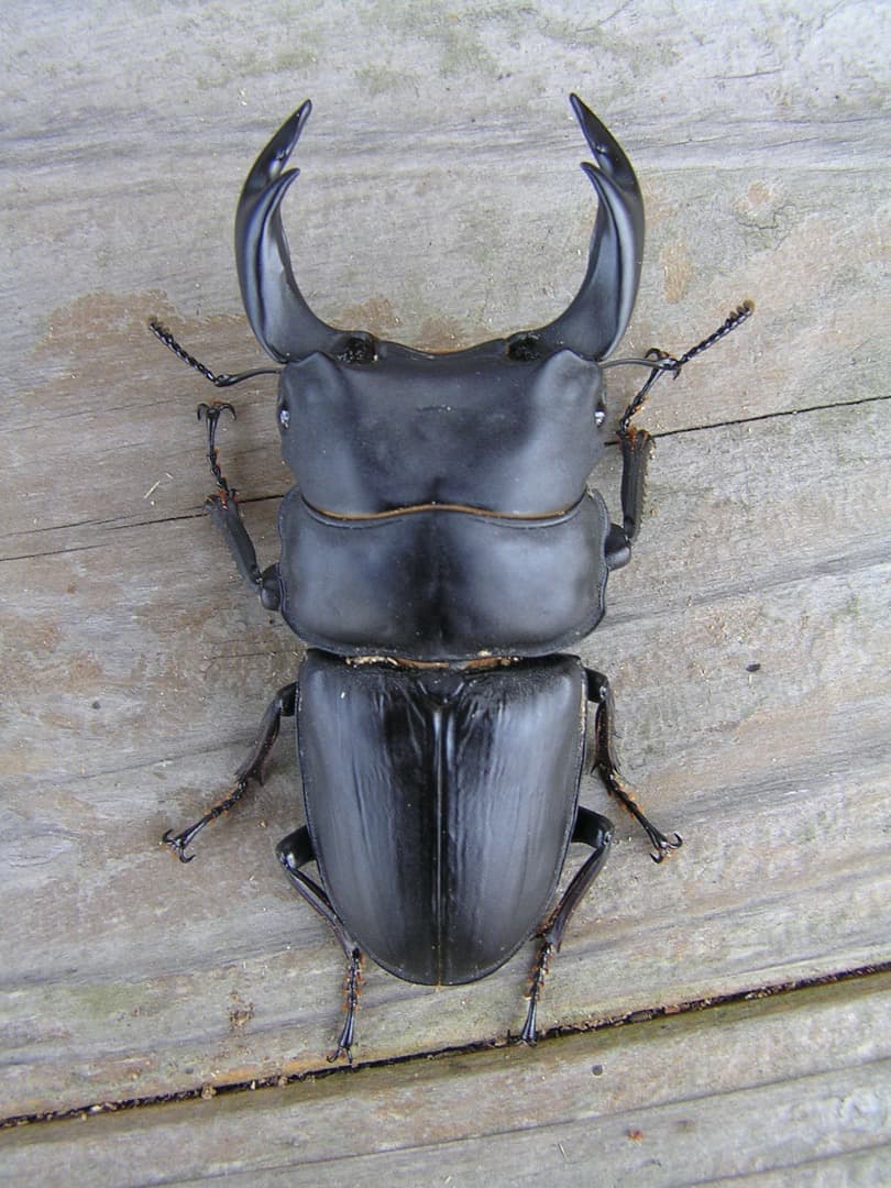 高性能・高品質　BREED菌糸ブロック　3500cc　8個