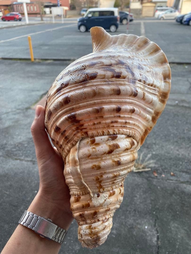 法螺貝　ホラ貝　34cm 1キロ前後