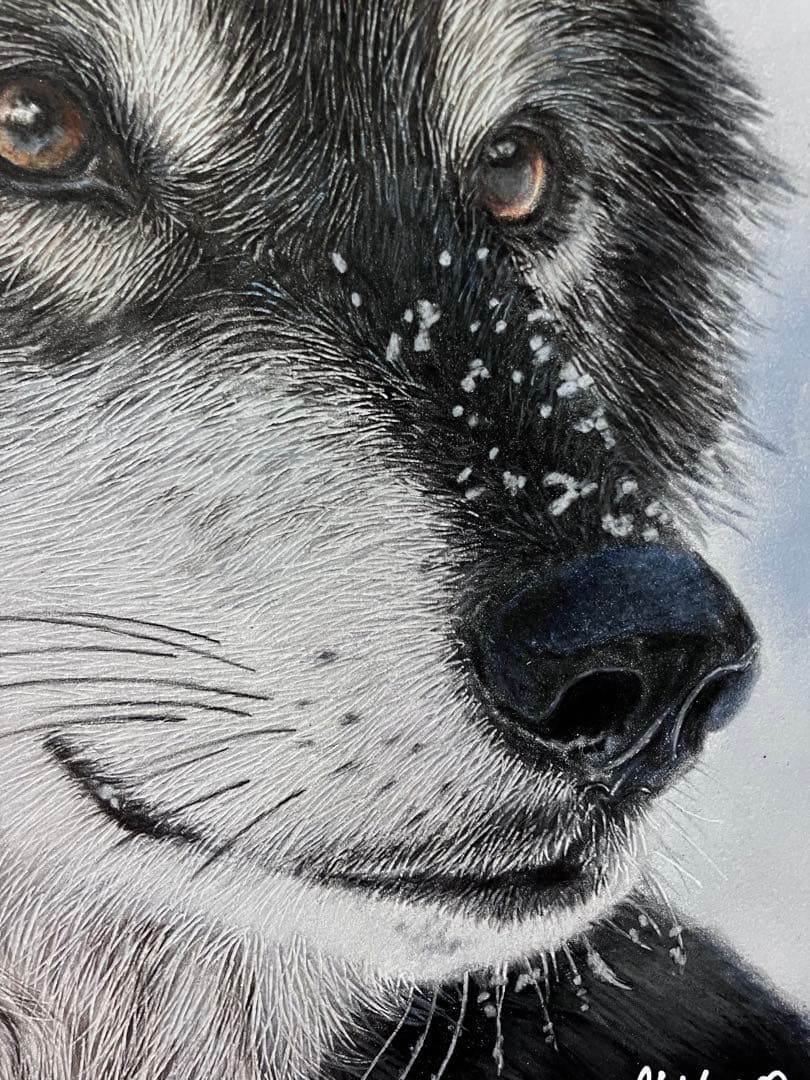 淡雪の狼 色鉛筆画 パステル