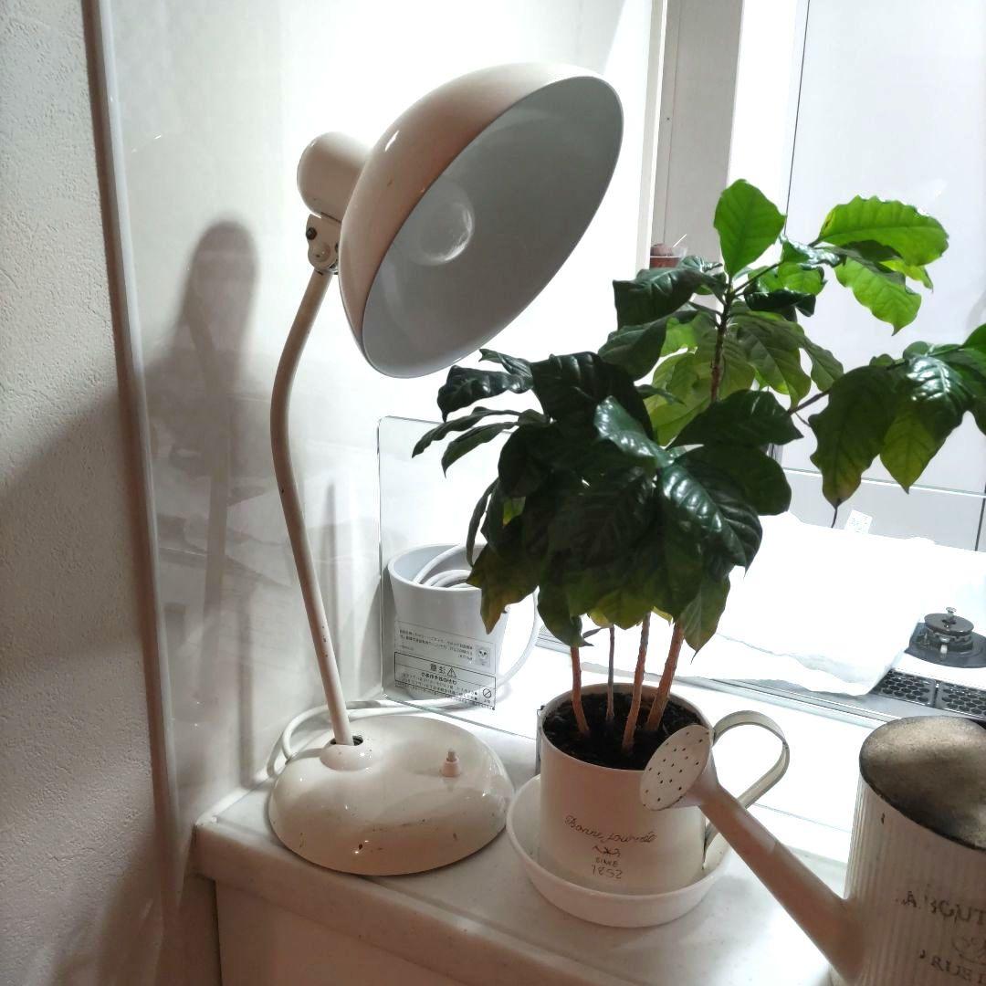 カイザーランプ