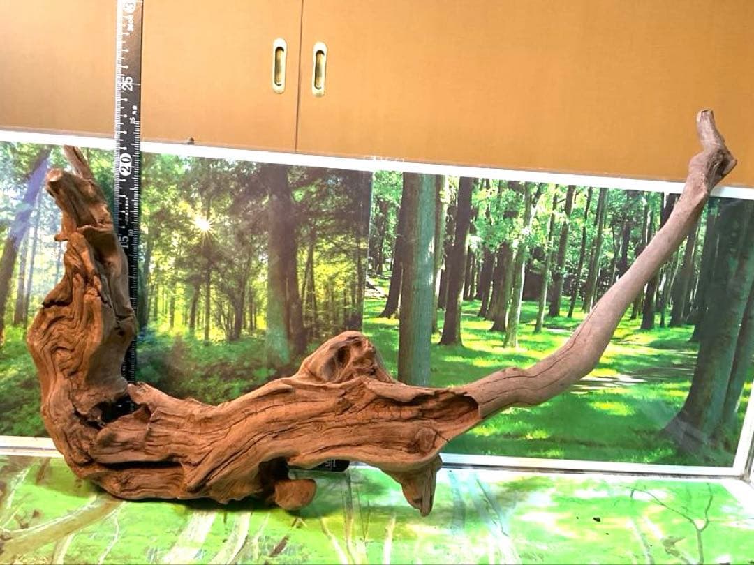 けすけ様　ご提案用　天然水槽用流木　沈水確認済み