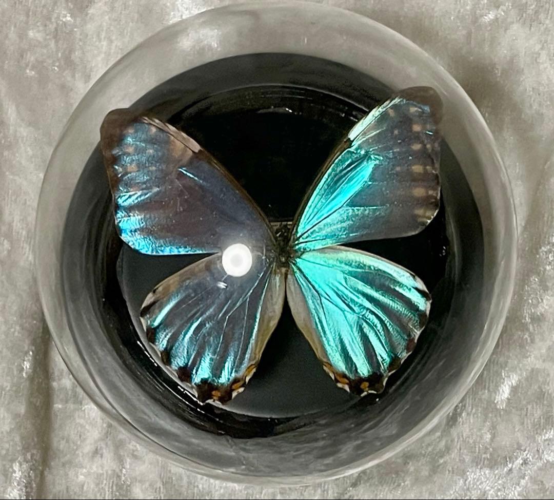 蝶 標本 モルフォ蝶 ポルティスモルフォ ガラスドーム アンティーク