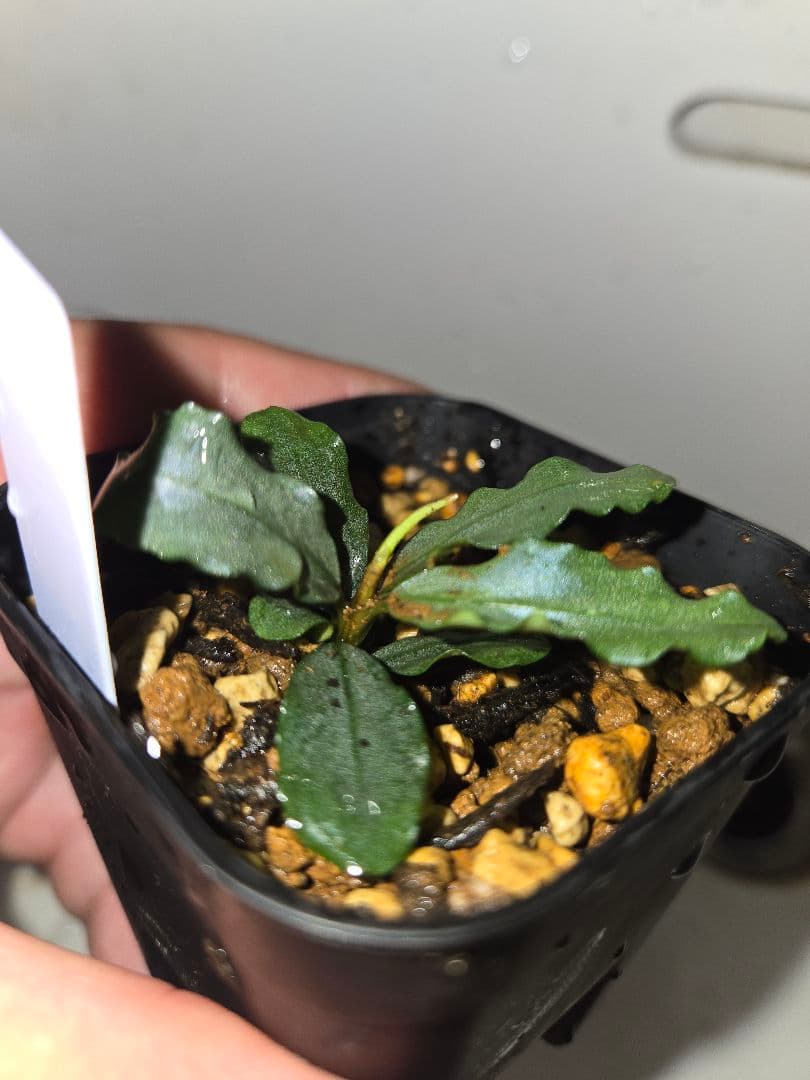 Bucephalandra sp. Aurora KN便　水上葉