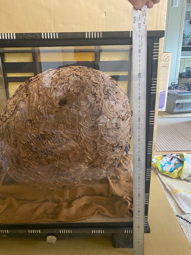 雀蜂の巣 スズメバチ ガラスケース　ハチの巣 オルゴール付きの木箱