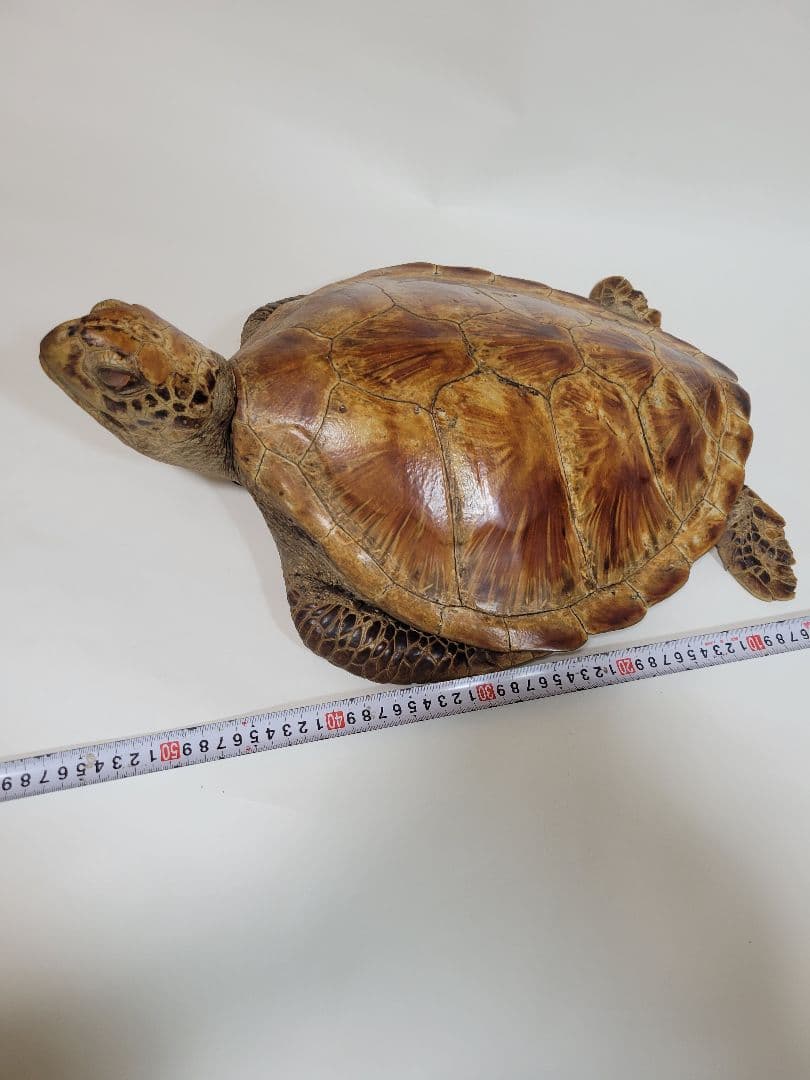 リアルな亀の置物 壁掛けインテリア