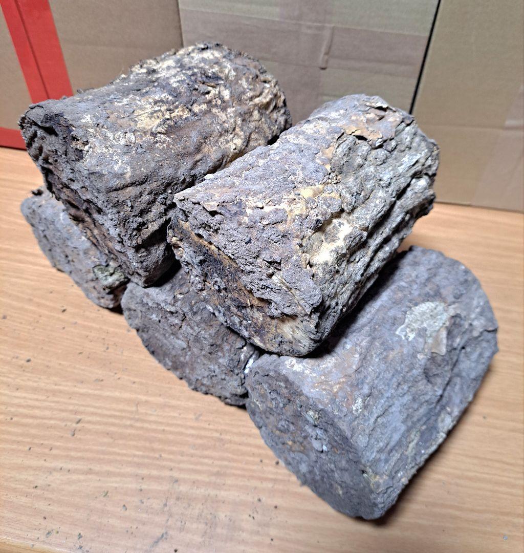 Ｌサイズ × ５本 クヌギ 土埋め レイシ (霊芝) 産卵材 柔らか仕上げ！