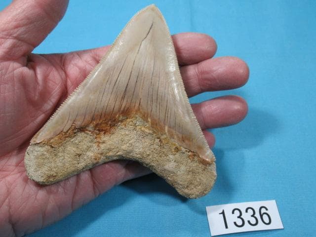 化石 サメの歯・メガロドン・インドネシア・10.6cm・No.1336