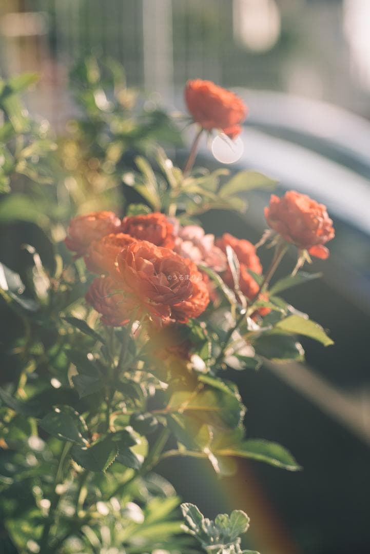 ダルマエルマー！Leica Fat Elmar 90mm F4 オールドレンズ