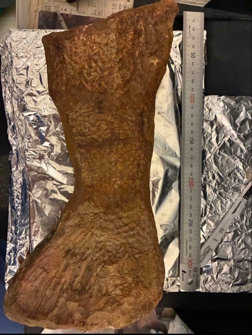 魚化石　カラモプレウルス　【激レア】