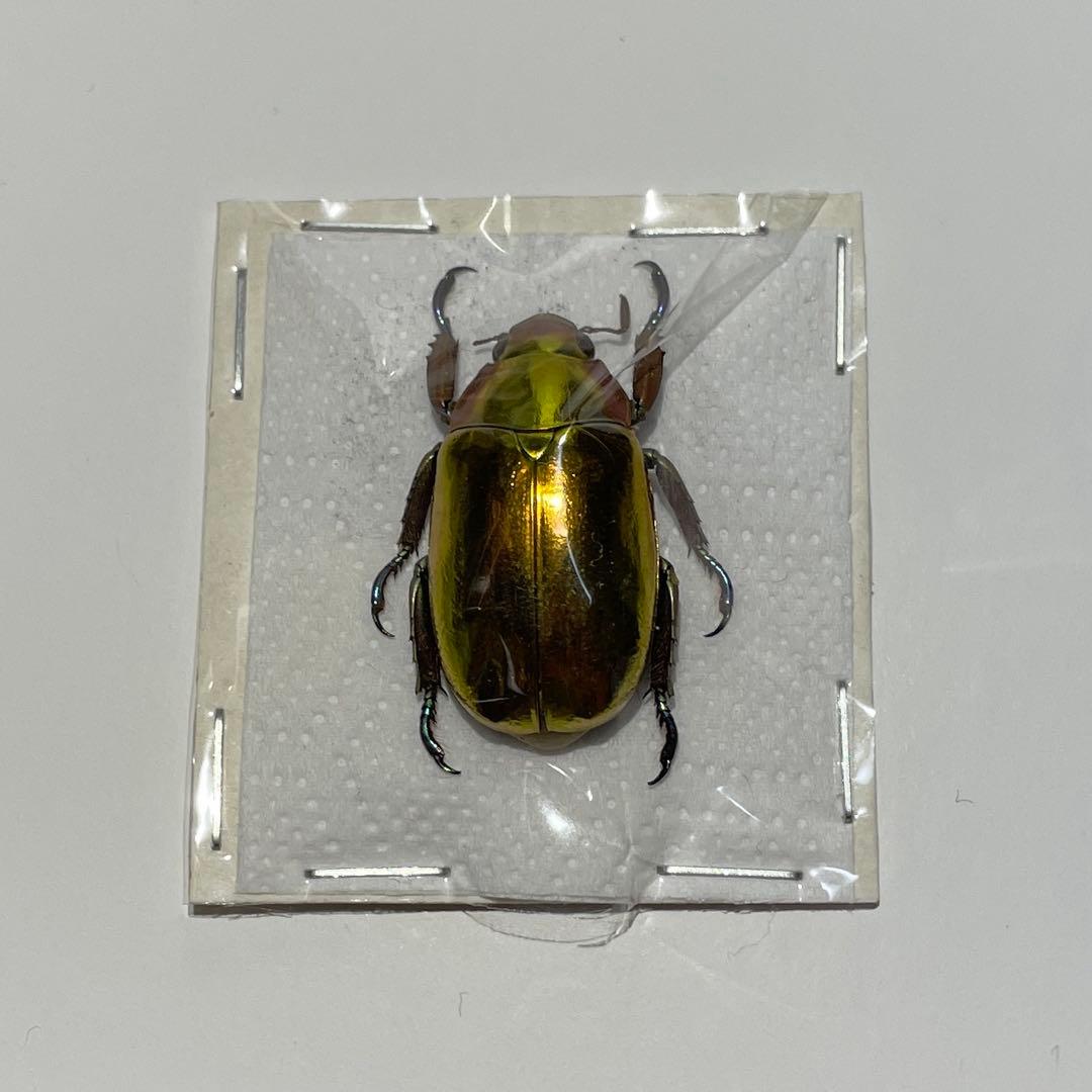 プラチナコガネ　標本