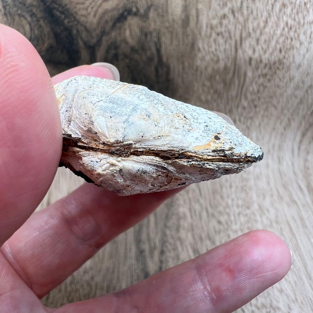 ビビアナイト 貝 鉱物 標本 原石