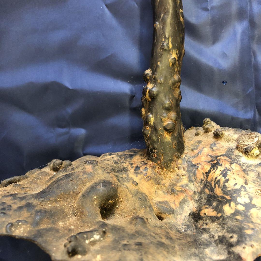 海松　原木　黒珊瑚　長さ90cm根本枝直径３cm