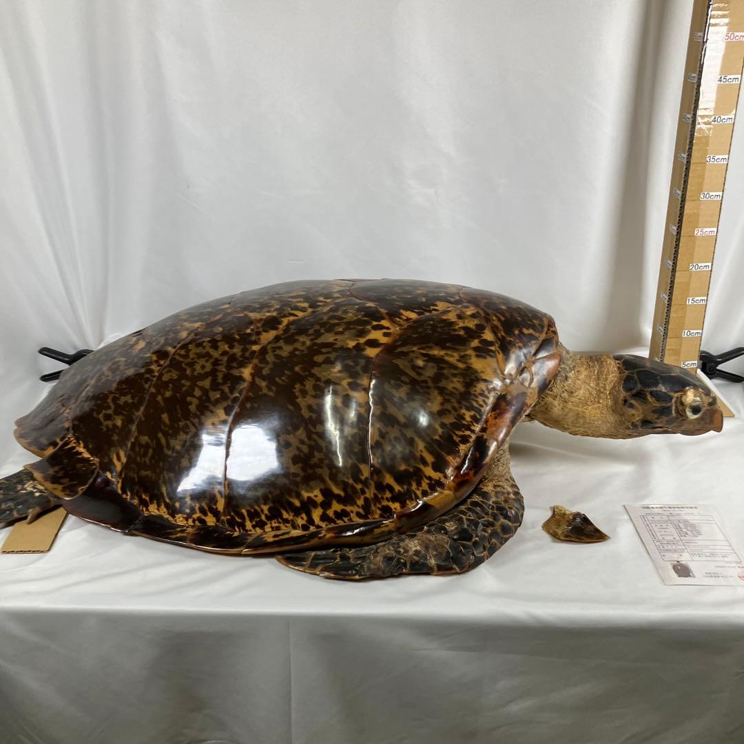 タイマイ亀の剥製　〔国際希少野生動植物種登録票有り〕
