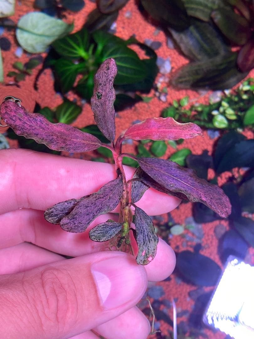 ブセファランドラｓｐ. ピンクバリエガータ斑入り