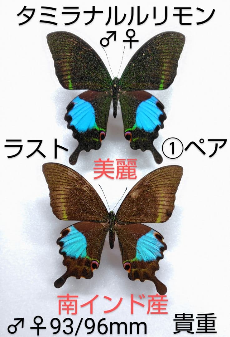究極ミラナルルリモンアゲハ♂♀標本★南インド産★ 美麗♀貴重最後１♂♀