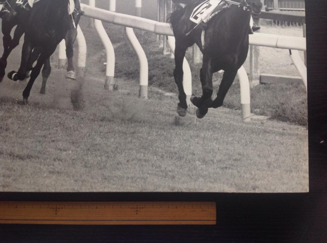 競馬パネル：カブラヤオー「1975年 第42回東京優駿」