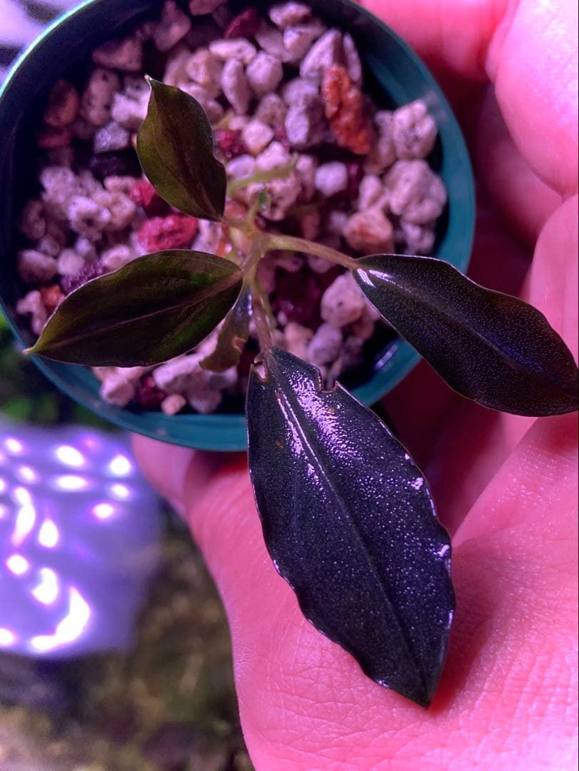 【限定1株】 ブセファランドラ sp, モトレイアーナ 極紫個体 水上葉