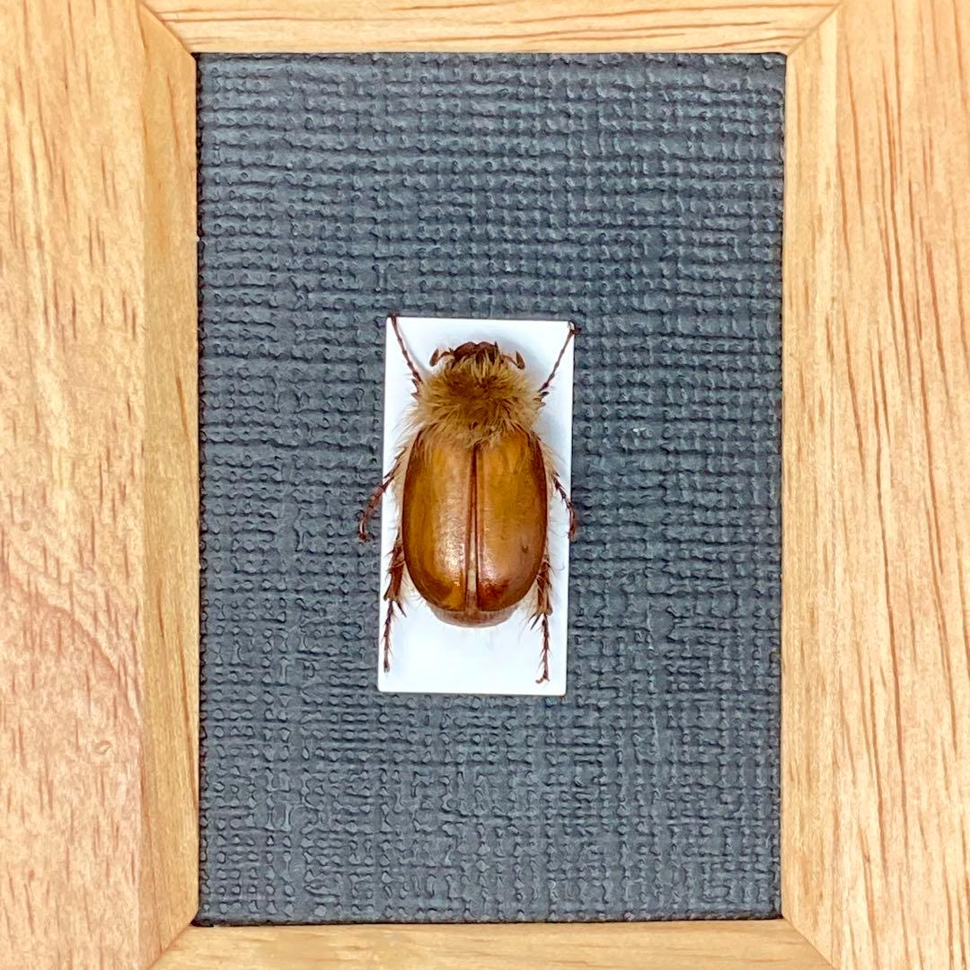 立派な立て髪を持つライオンコガネ【標本】