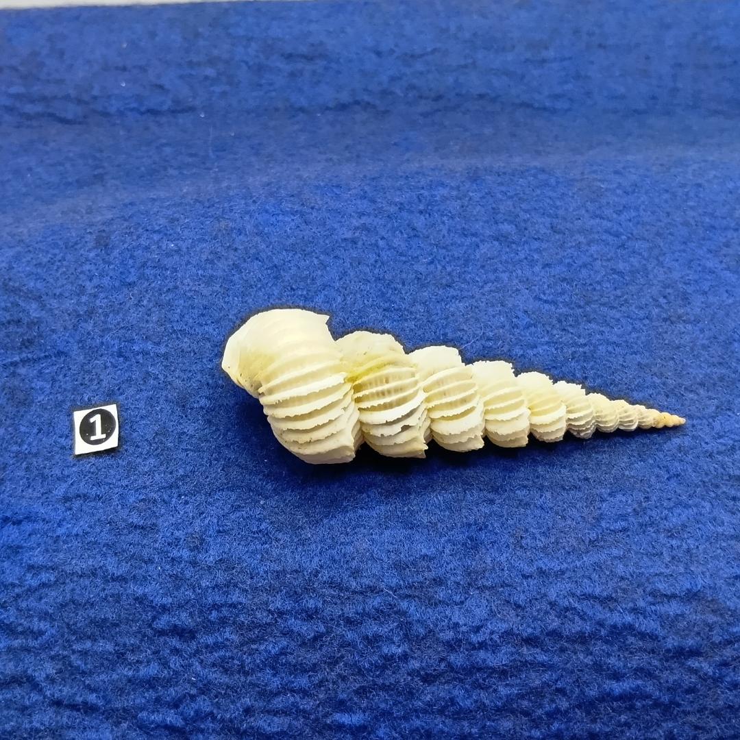 ①-1貝標本ヤエバイトカケ（蓋付：胴太型）