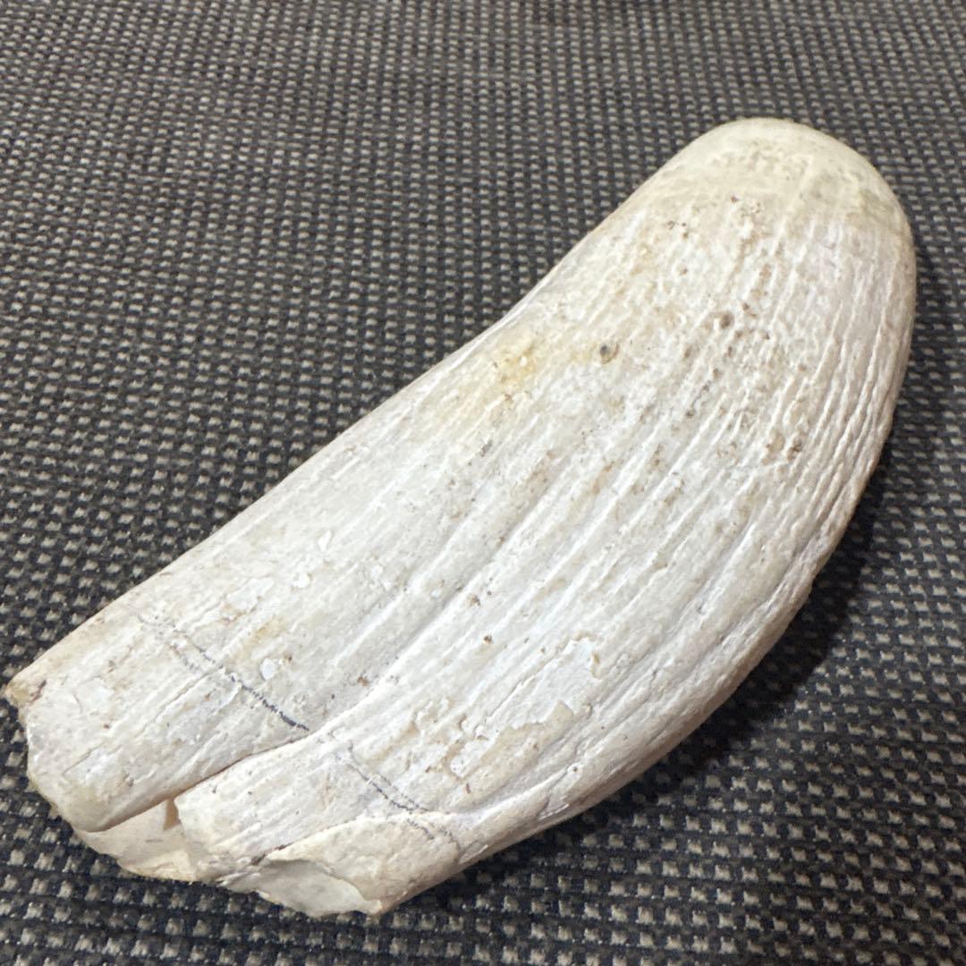 鯨の歯　3本