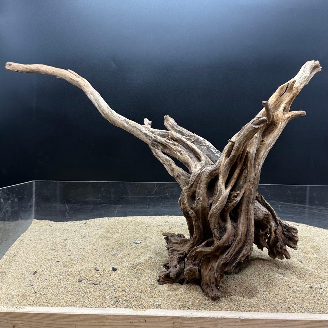 MSRW-6958 特大天然流木1点物　スリムウッド　アクアリウム