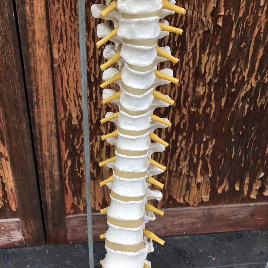 3B 脊椎模型 人体模型 スタンド付 骨格標本　骨盤　ドイツ製