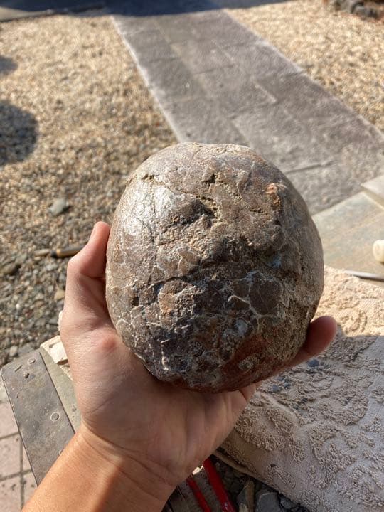 恐竜　ハドロサウルスの卵　本物保証　化石　/フィギュア　コレクション　インテリア