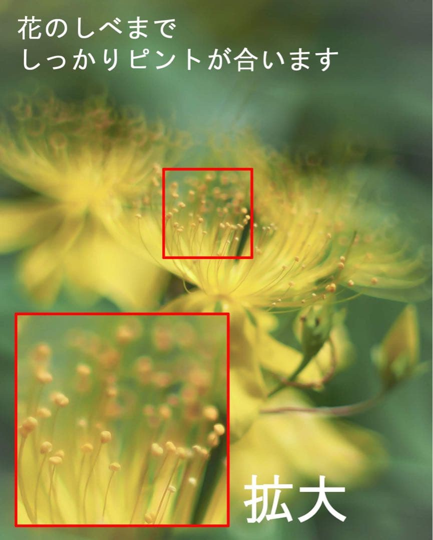 宝石レンズ_SMC_Takumar 55mm_f1.8_aw