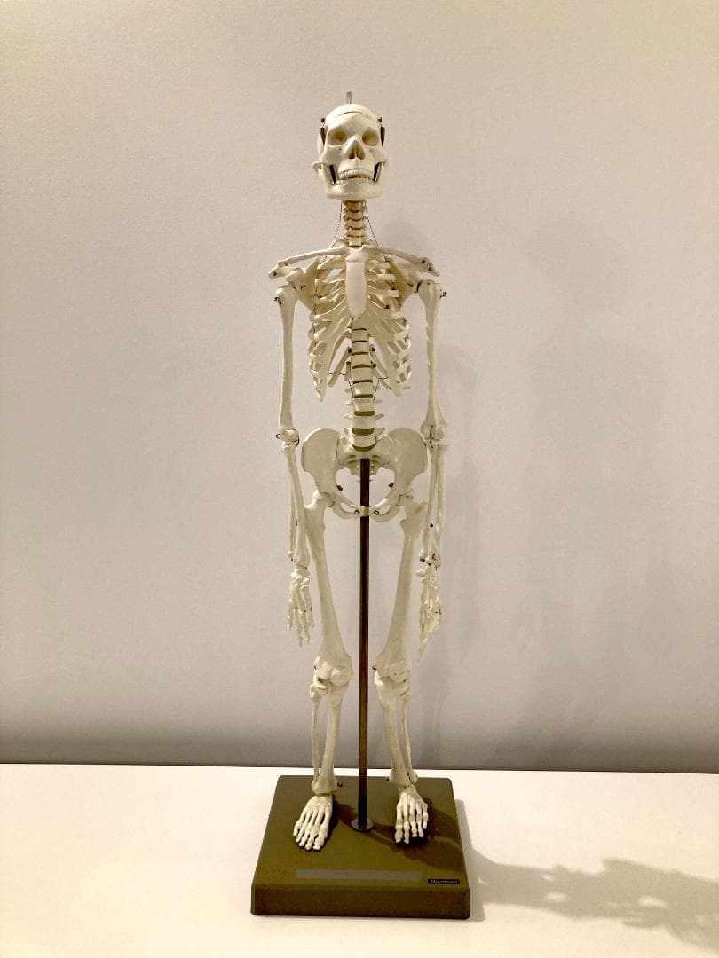 ドイツ rudiger anatomie リュディガー アナトミー社製 骨格模型