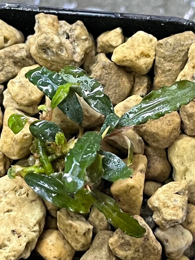 Bucephalandra sp. Sekadau Kayu lapis【LA】