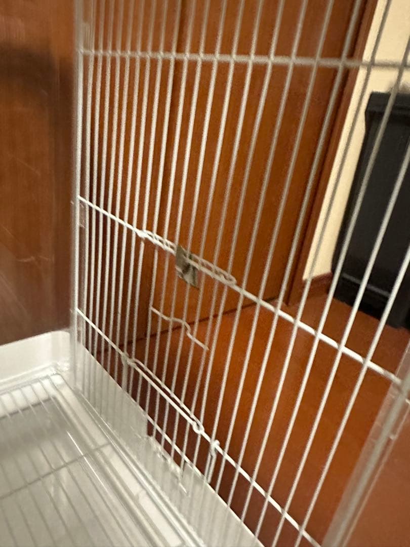 クリアバード40 37