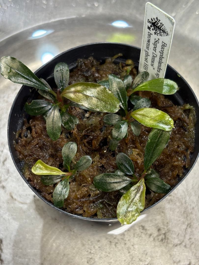 水草 Bucephalandra sp.Super Demos