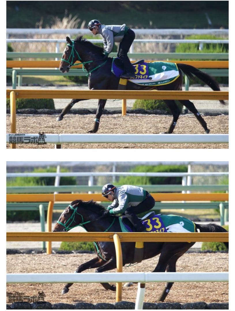 【一点物】エピファネイア実使用　調教用ラグ【一点物】